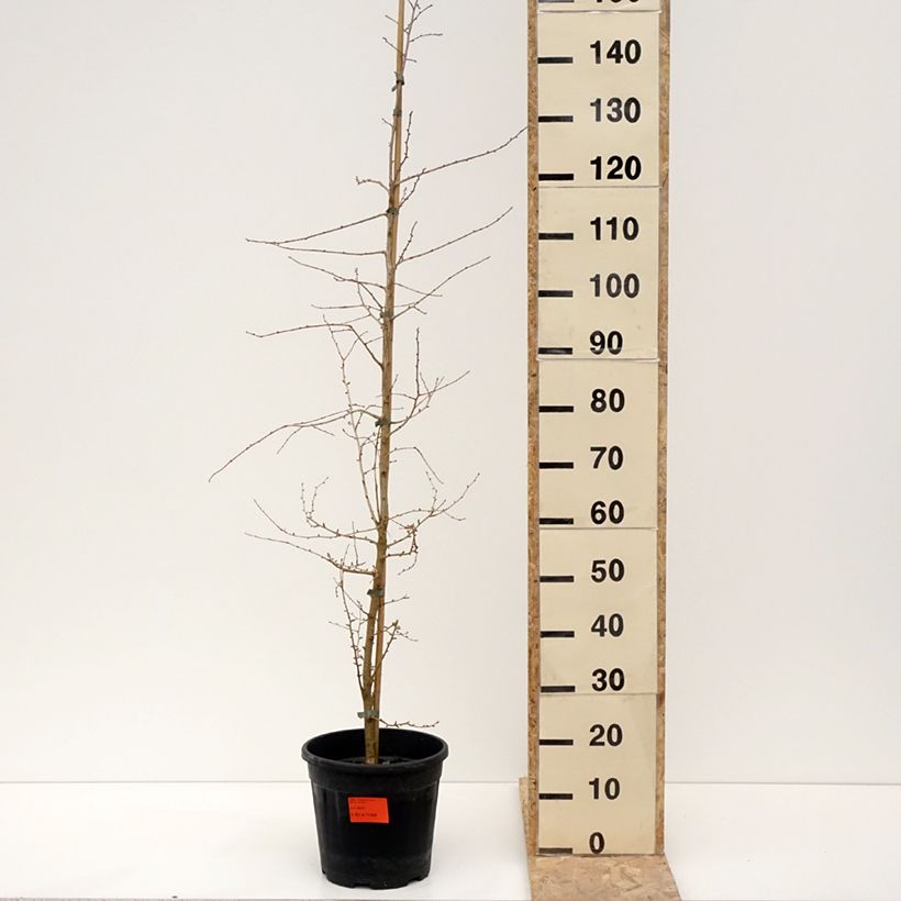 Esimerkki talvella toimitetusta Mélèze de Chine - Pseudolarix amabilis Pot de 7,5L/10L-taimesta
