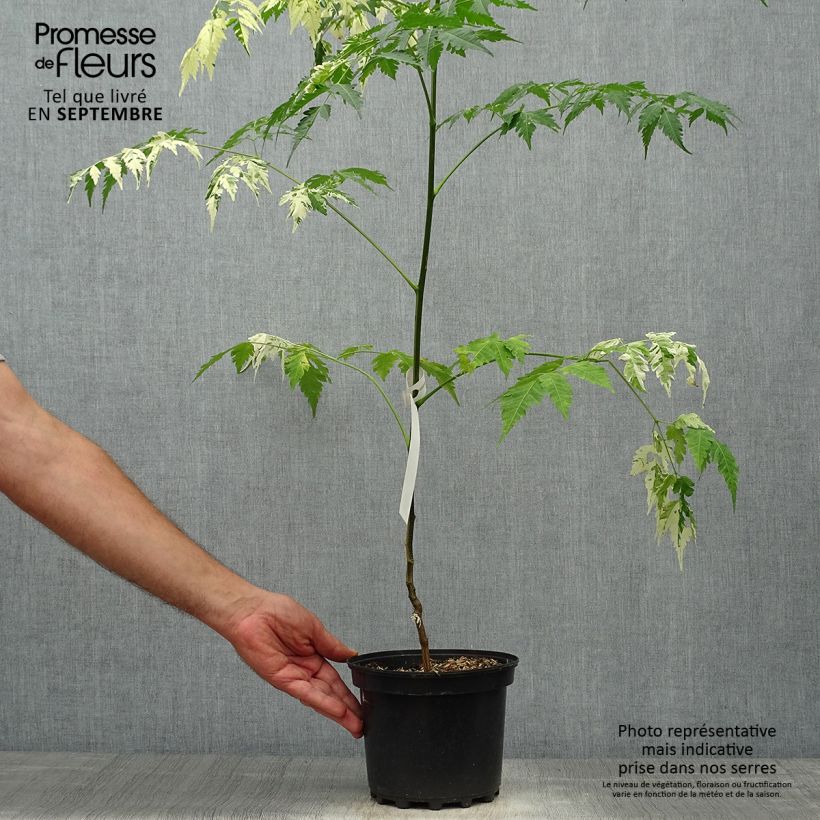 Esimerkki syksyllä toimitetusta Meelia Jade Snowflake 2 litran/3 litran ruukku-taimesta