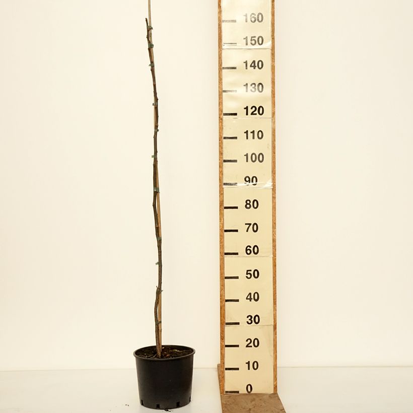 Esimerkki talvella toimitetusta Meelia - Melia azedarach Pot de 7,5L/10L-taimesta