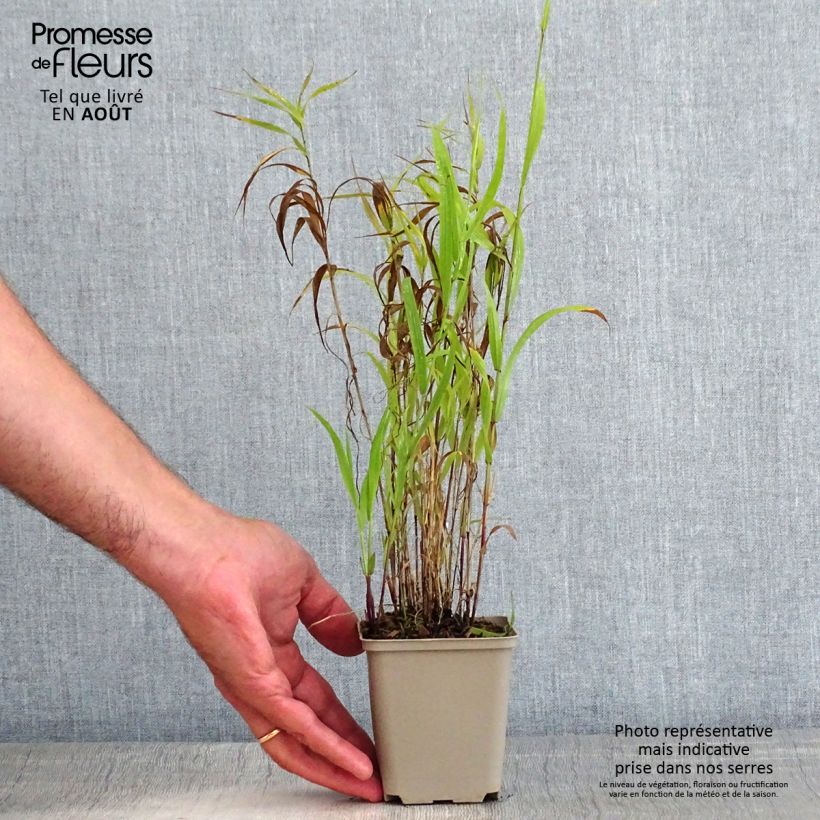 Esimerkki kesällä toimitetusta Isohelmikkä Atropurpurea Taimiruukku 8/9 cm-taimesta