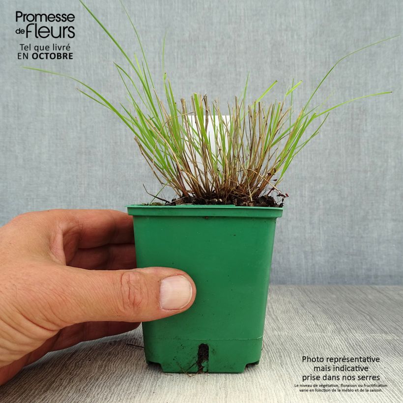 Esimerkki syksyllä toimitetusta Tähkähelmikkä - Melica ciliata 8/9 cm taimiruukku-taimesta