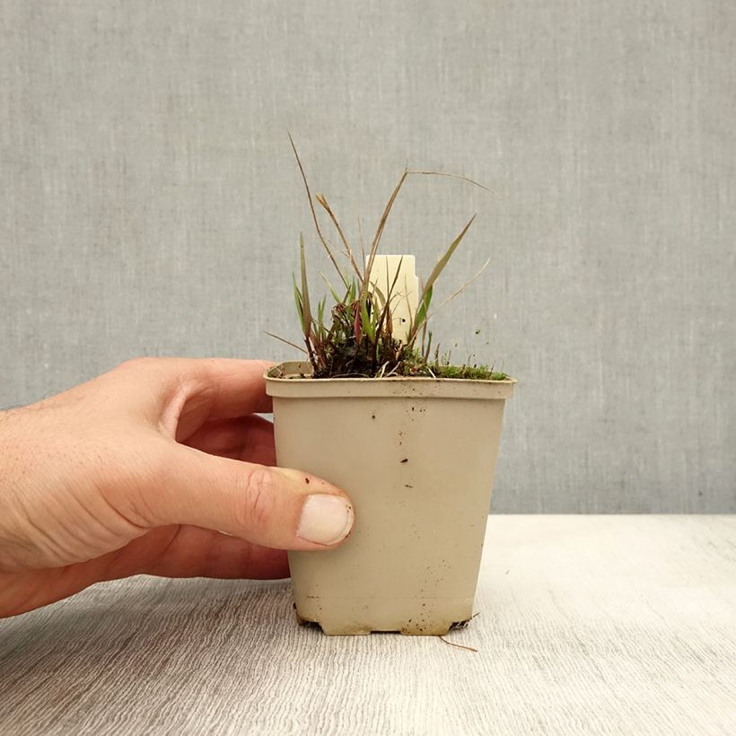 Esimerkki syksyllä toimitetusta Nuokkuhelmikkä - Melica nutans 8/9 cm taimiruukku-taimesta