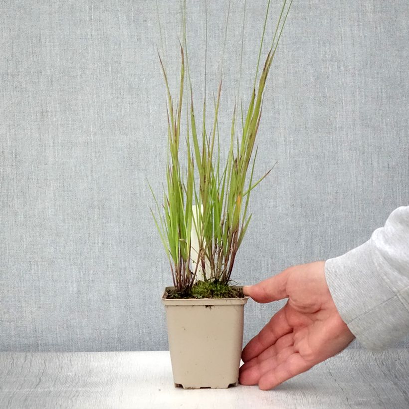Esimerkki kesällä toimitetusta Nuokkuhelmikkä - Melica nutans Godet de 8/9 cm-taimesta