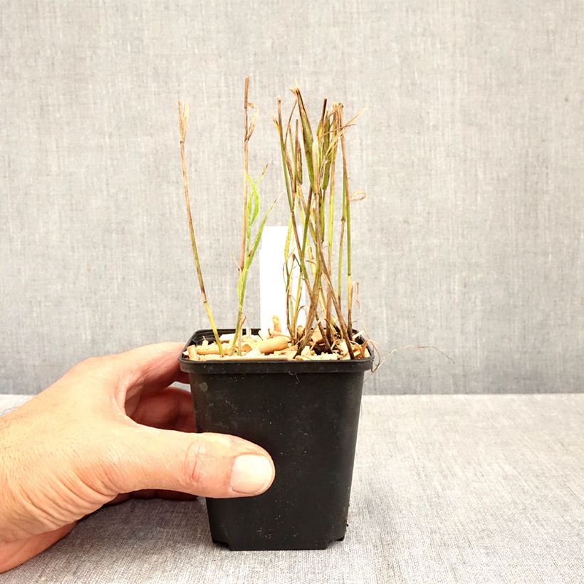 Esimerkki syksyllä toimitetusta Röyhyhelmikkä - Melica uniflora var. albida 8/9 cm taimiruukku-taimesta