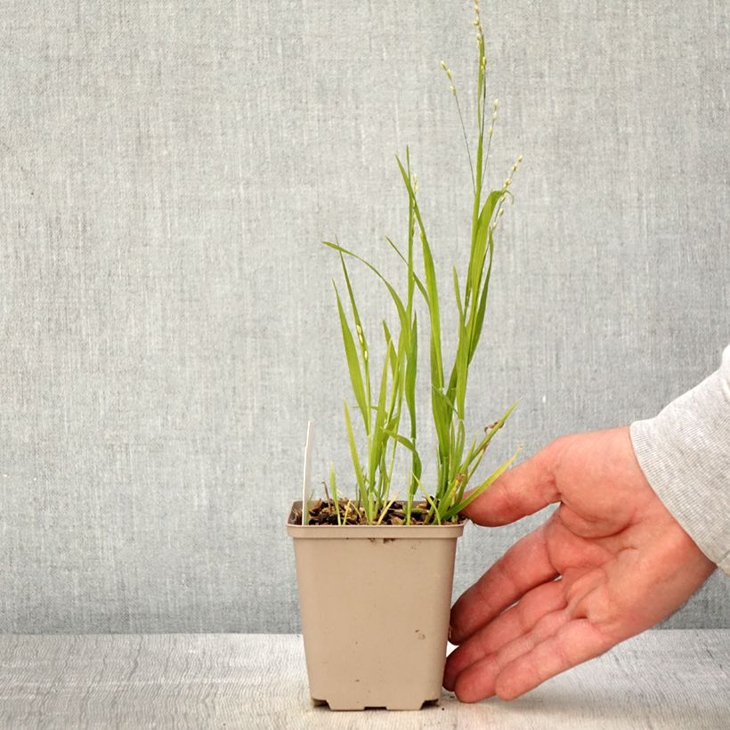 Esimerkki keväällä toimitetusta Röyhyhelmikkä var. albida Taimiruukku 8/9 cm-taimesta