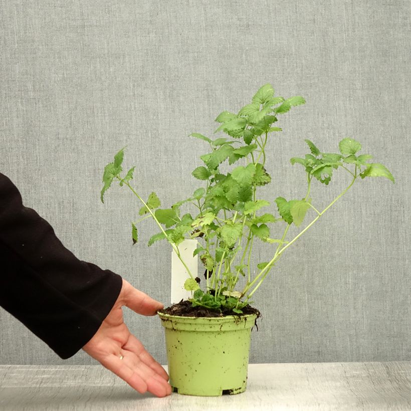 Esimerkki syksyllä toimitetusta Sitruunamelissa - Melissa officinalis 1,5 litran / 2 litran kannu-taimesta