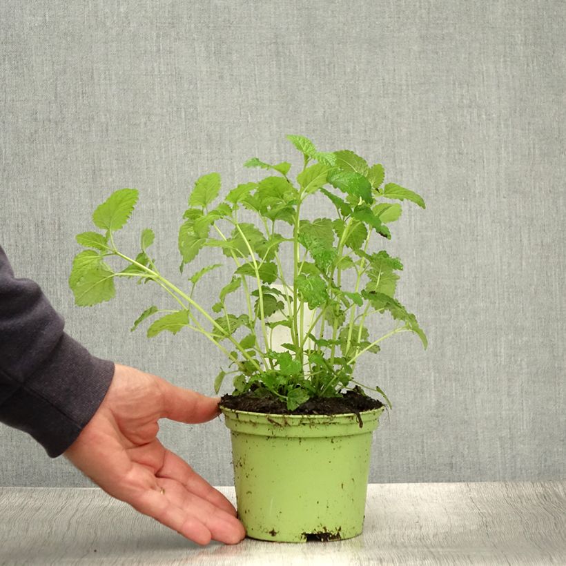 Esimerkki kesällä toimitetusta Sitruunamelissa - Melissa officinalis 1,5 litran / 2 litran kannu-taimesta