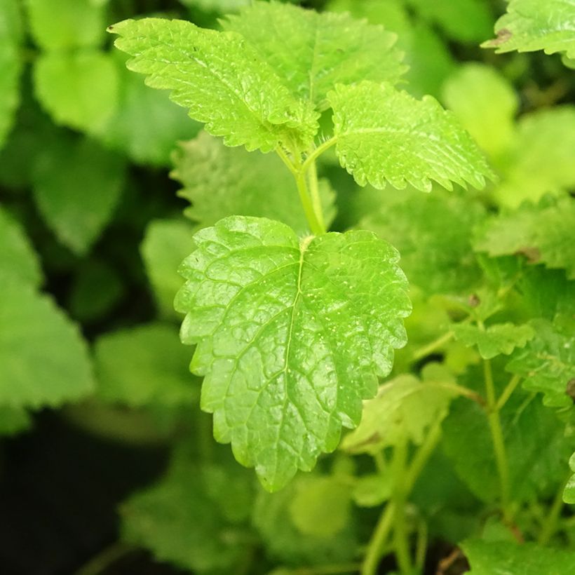 Sitruunamelissa - Melissa officinalis (Lehvistö)