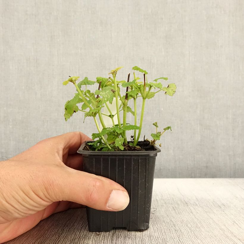 Esimerkki syksyllä toimitetusta Sitruunamelissa Aurea 8/9 cm taimiruukku-taimesta