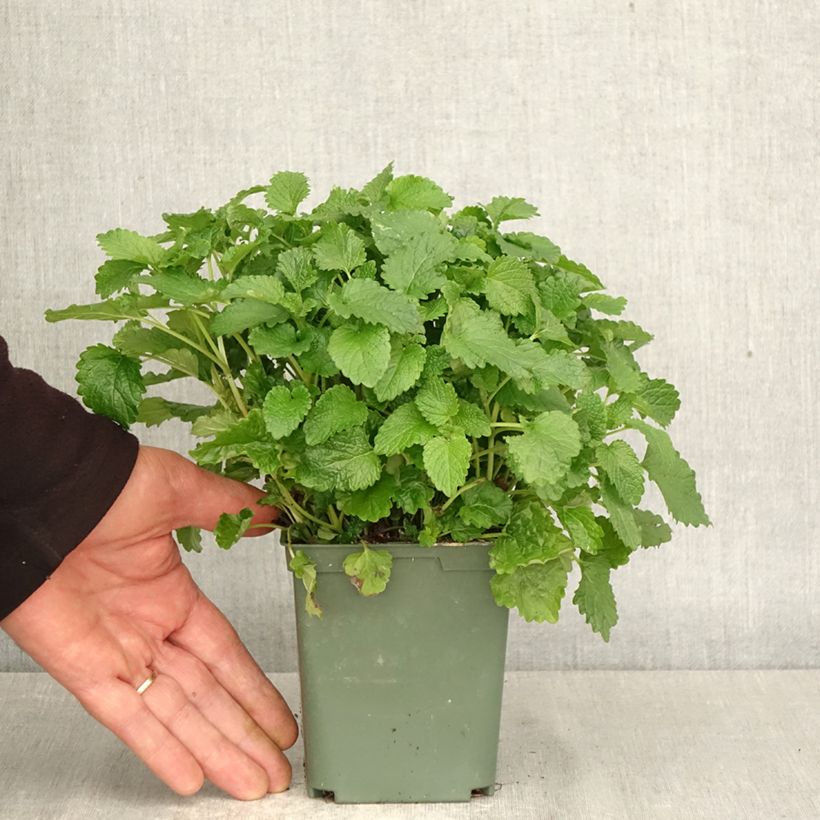 Esimerkki keväällä toimitetusta Sitruunamelissa Aurea Ruukku 1L / 1,5L-taimesta