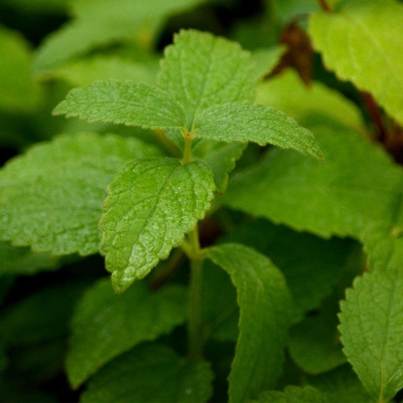 Melittis melissophyllum Alba (Lehvistö)