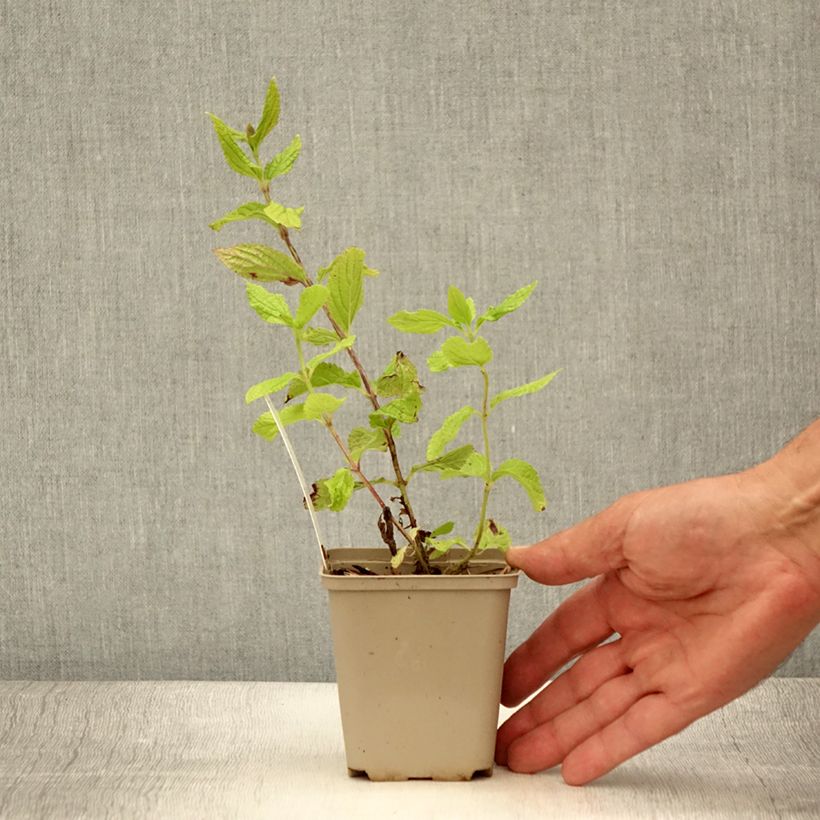 Esimerkki kesällä toimitetusta Melittis melissophyllum Godet de 8/9 cm-taimesta
