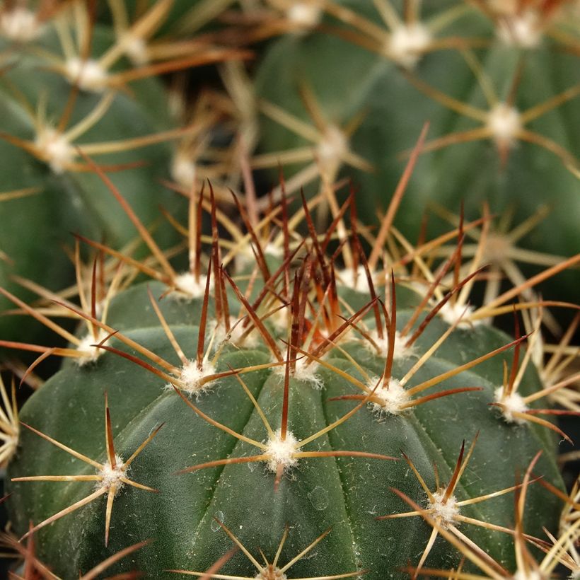 Melocactus azureus (Lehvistö)