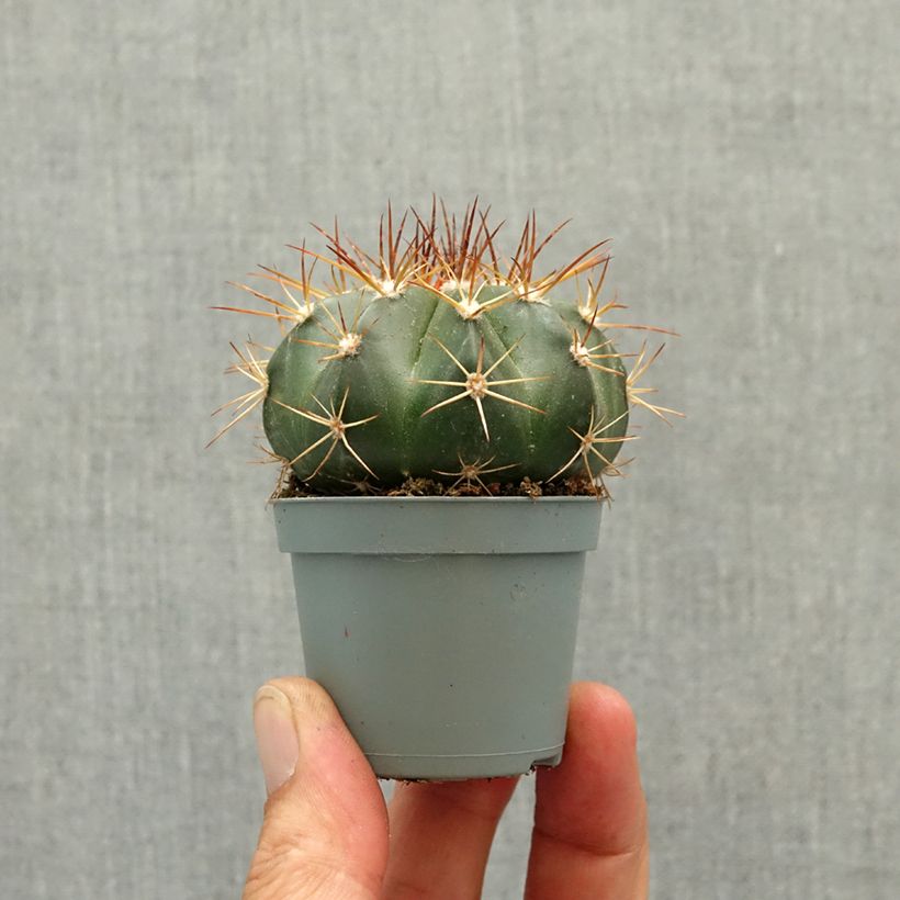 Esimerkki keväällä toimitetusta Melocactus azureus Minikasvi-taimesta