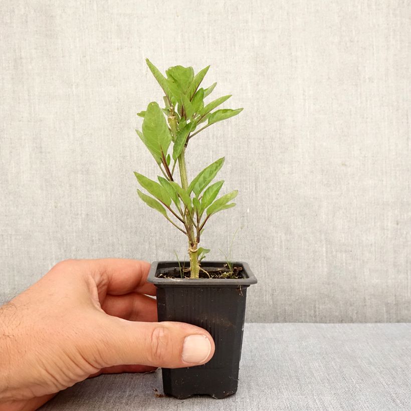 Esimerkki syksyllä toimitetusta Solanum muricatum 7/8 cm taimiruukku-taimesta