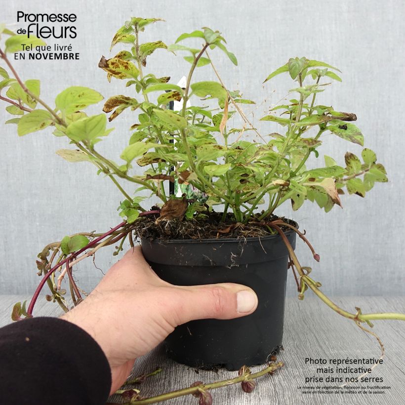 Esimerkki syksyllä toimitetusta Vesiminttu - Mentha aquatica 1,5 litran / 2 litran kannu-taimesta