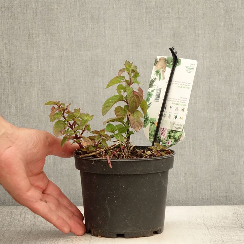Esimerkki kesällä toimitetusta Menthe aquatique - Mentha aquatica Pot de 1,5L/2L-taimesta