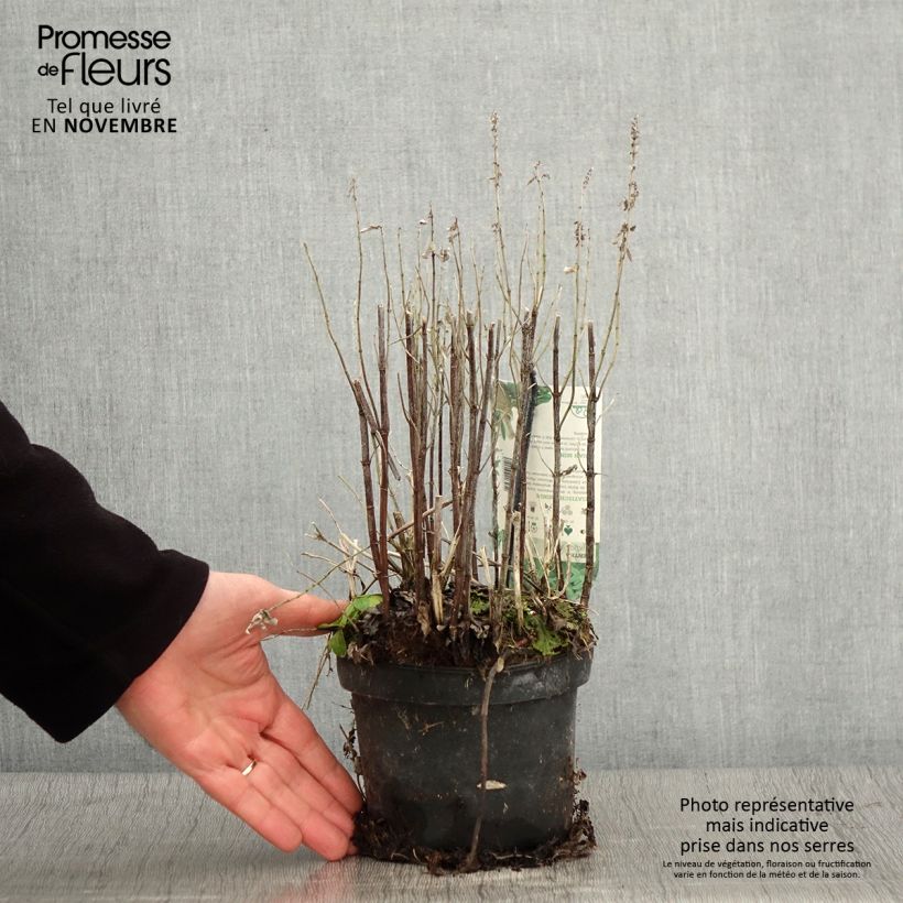 Esimerkki syksyllä toimitetusta Mintu - Mentha asiatica var. asiatica 1,5 litran / 2 litran kannu-taimesta