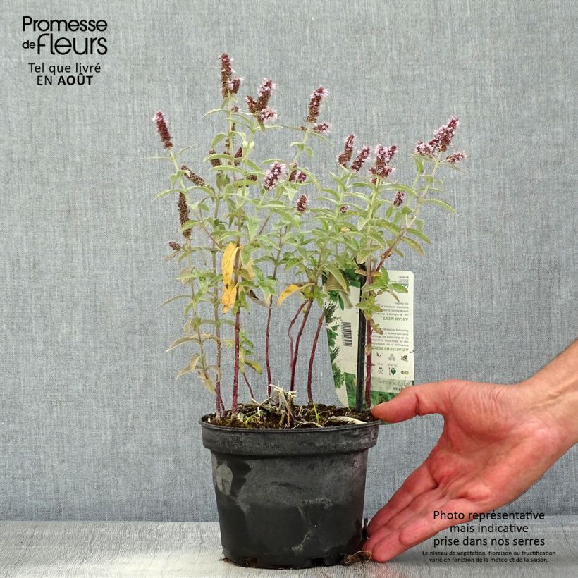 Esimerkki kesällä toimitetusta Mintu Var Asiatica Pot de 1,5L/2L-taimesta