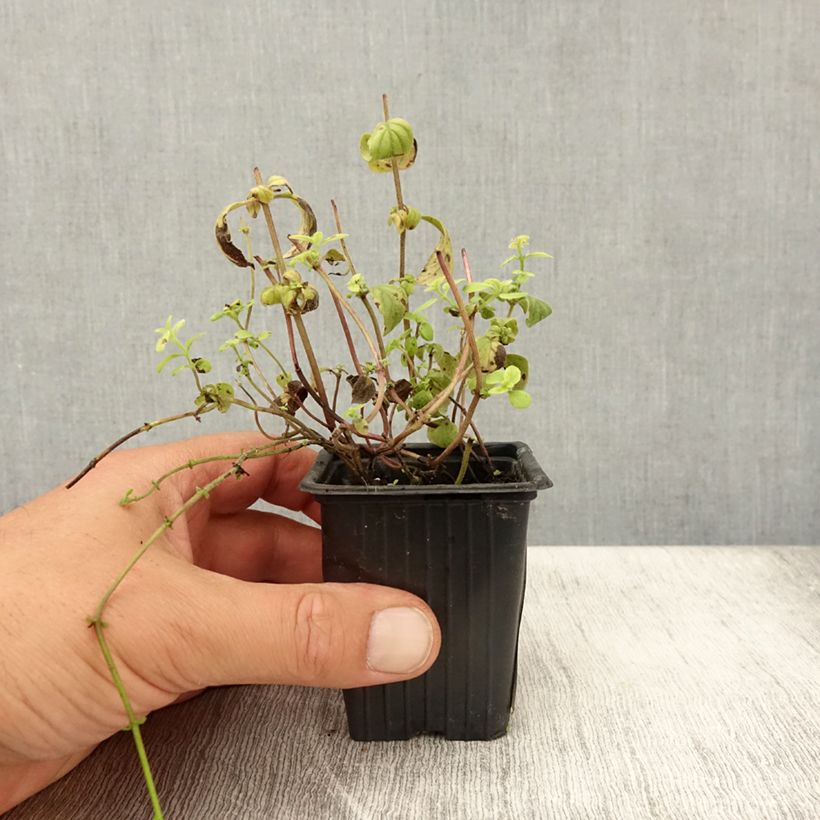 Esimerkki kesällä toimitetusta Menthe banane BIO - Mentha arvensis Banana Godet de 8/9 cm-taimesta