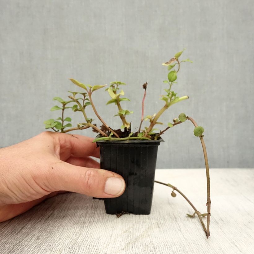 Esimerkki syksyllä toimitetusta Bergamottiminttu Bergamot luomu 8/9 cm taimiruukku-taimesta