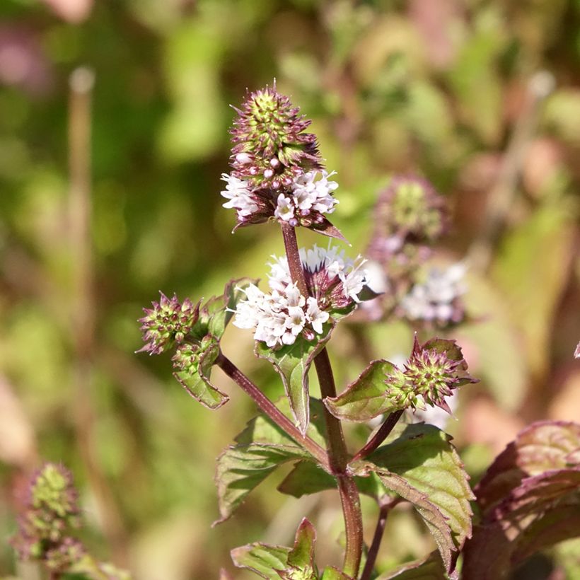 Bergamottiminttu Bergamot luomu (Kukinta)