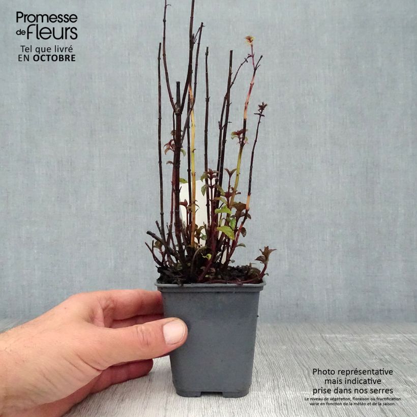 Esimerkki syksyllä toimitetusta Piparminttu Citrata 8/9 cm taimiruukku-taimesta