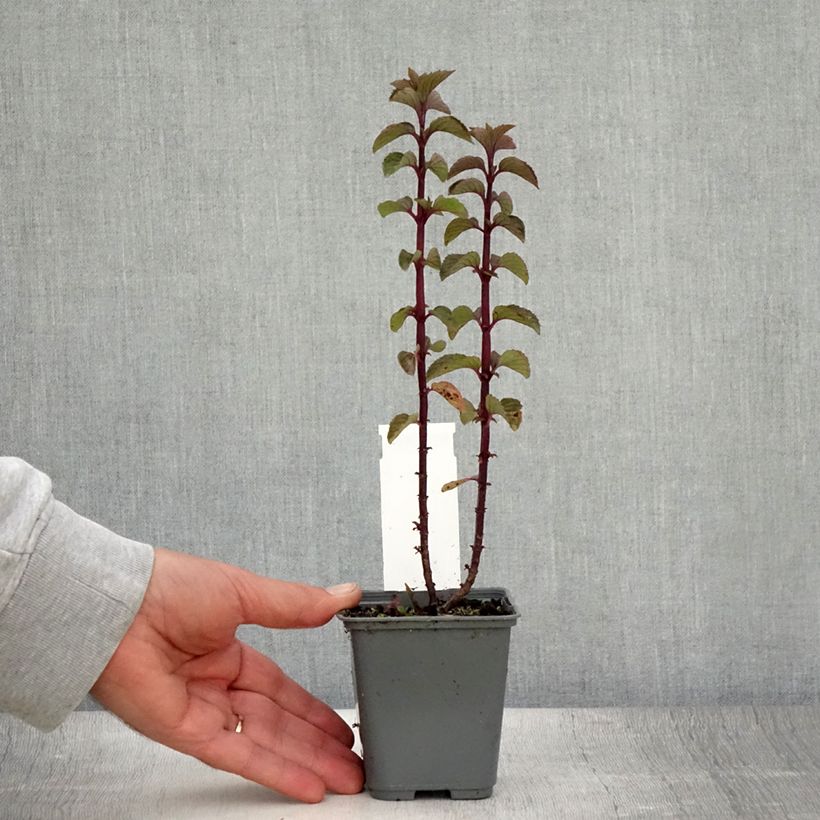 Esimerkki kesällä toimitetusta Piparminttu Citrata Godet de 8/9 cm-taimesta