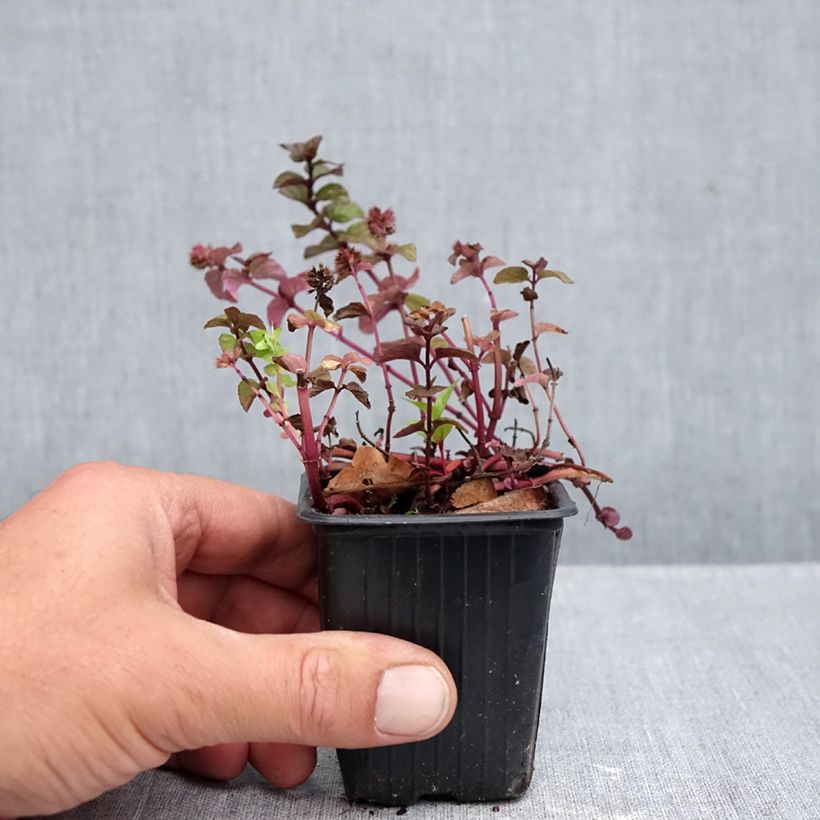 Esimerkki syksyllä toimitetusta Piparminttu Chartreuse luomu 8/9 cm taimiruukku-taimesta