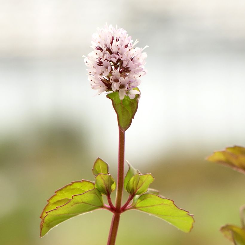 Piparminttu Chartreuse luomu (Kukinta)