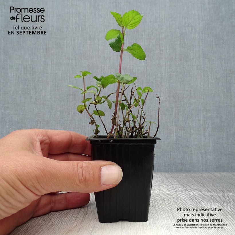 Esimerkki syksyllä toimitetusta Piparminttu Schocominze 8/9 cm taimiruukku-taimesta