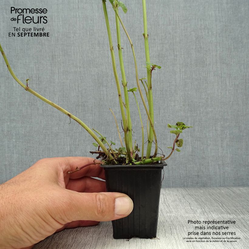 Esimerkki syksyllä toimitetusta Mintut - Mentha citrata 8/9 cm taimiruukku-taimesta