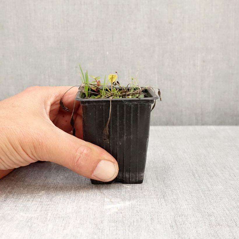 Esimerkki syksyllä toimitetusta Palsamipietaryrtti - Tanacetum balsamita 7/8 cm taimiruukku-taimesta