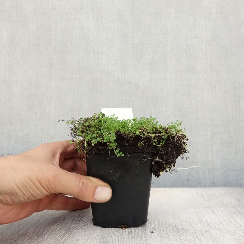 Esimerkki syksyllä toimitetusta Korsikanminttu - Mentha requienii 8/9 cm taimiruukku-taimesta