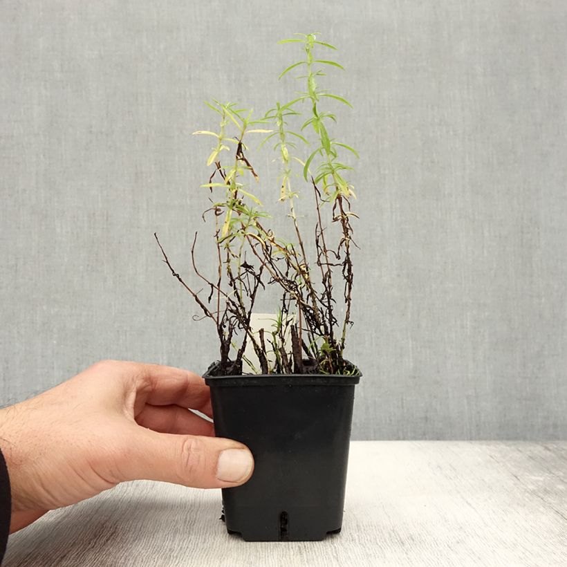 Esimerkki syksyllä toimitetusta Minttu - Mentha cervina 8/9 cm taimiruukku-taimesta