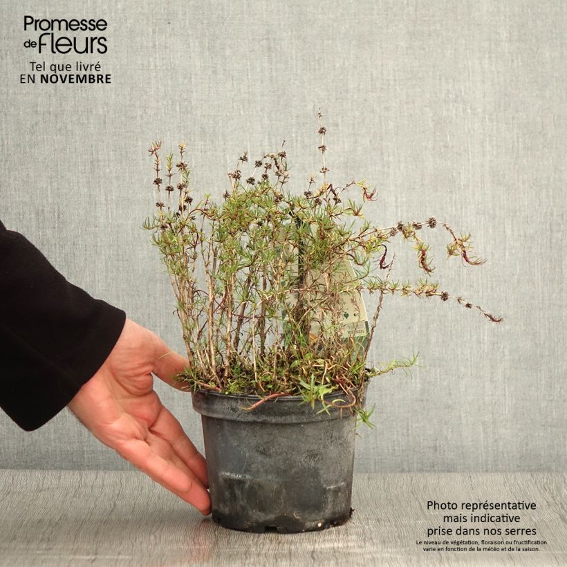 Esimerkki syksyllä toimitetusta Minttu - Mentha cervina 1,5 litran / 2 litran kannu-taimesta
