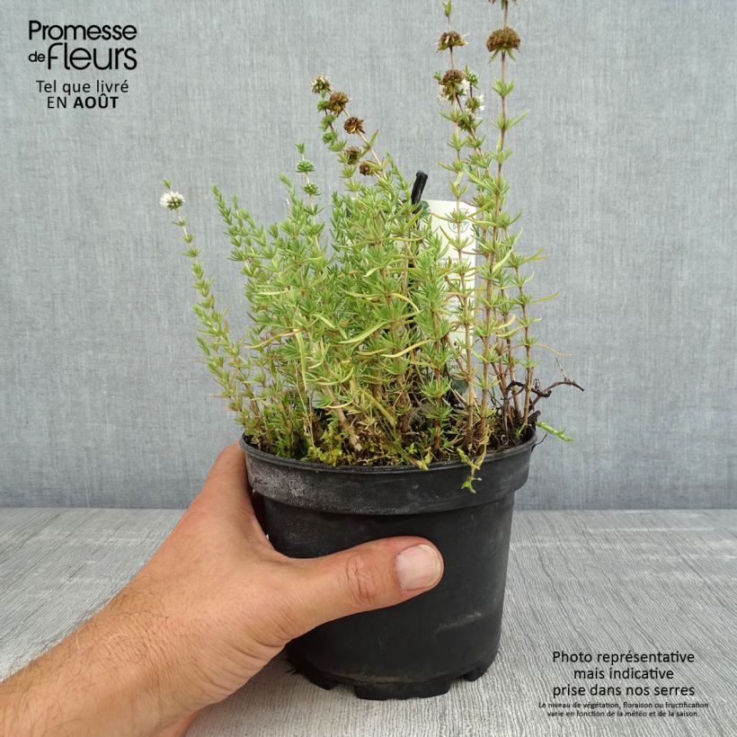 Esimerkki kesällä toimitetusta Minttu - Mentha cervina 1,5 litran / 2 litran kannu-taimesta