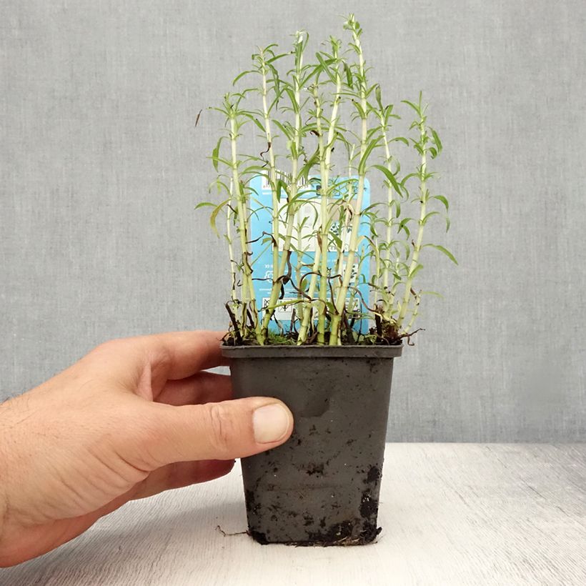 Esimerkki kesällä toimitetusta Menthe des cerfs - Mentha ou Preslia cervina Alba Godet de 8/9 cm-taimesta