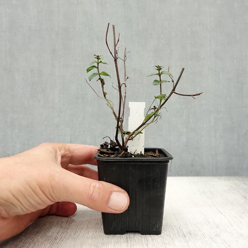 Esimerkki syksyllä toimitetusta Pycnanthemum muticum 8/9 cm taimiruukku-taimesta