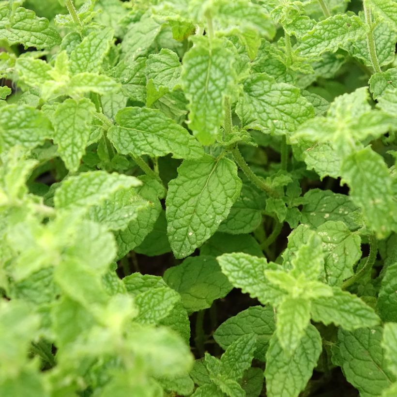 Viherminttu Strawberry (Lehvistö)