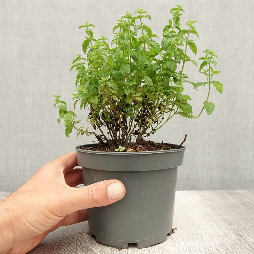 Esimerkki kesällä toimitetusta Viherminttu Strawberry 1,5 litran / 2 litran kannu-taimesta