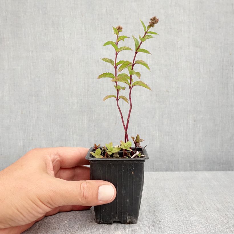 Esimerkki syksyllä toimitetusta Kähäräminttu crispa luomu 8/9 cm taimiruukku-taimesta