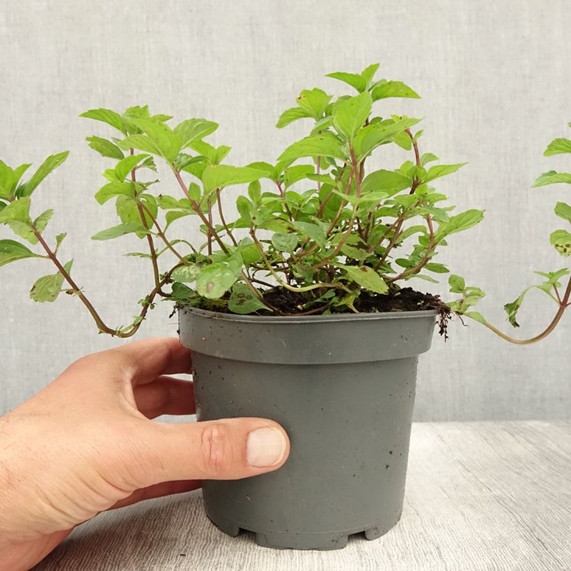 Esimerkki kesällä toimitetusta Menthe Gingembre - Mentha piperita Ginger Pot de 1,5L/2L-taimesta