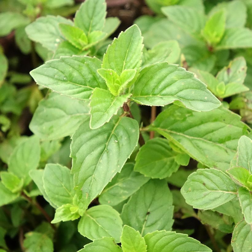 Piparminttu Ginger (Lehvistö)