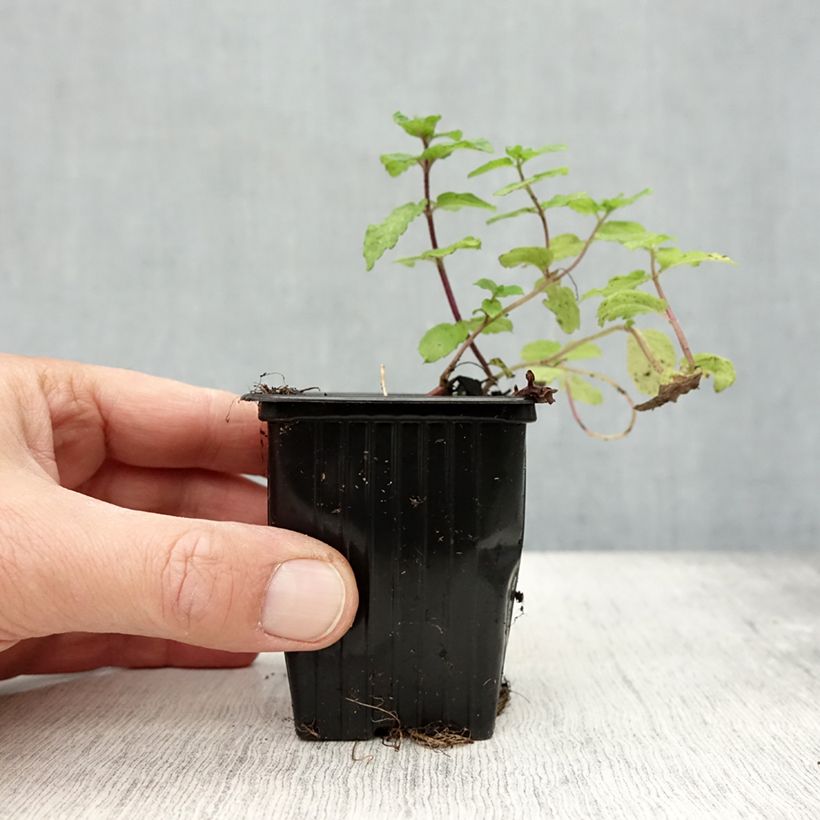 Esimerkki syksyllä toimitetusta Mintut Mojito luomu 7/8 cm taimiruukku-taimesta