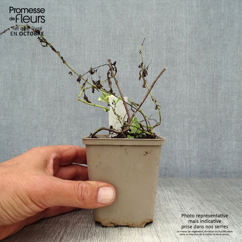 Esimerkki syksyllä toimitetusta Pyöröminttu Variegata 8/9 cm taimiruukku-taimesta