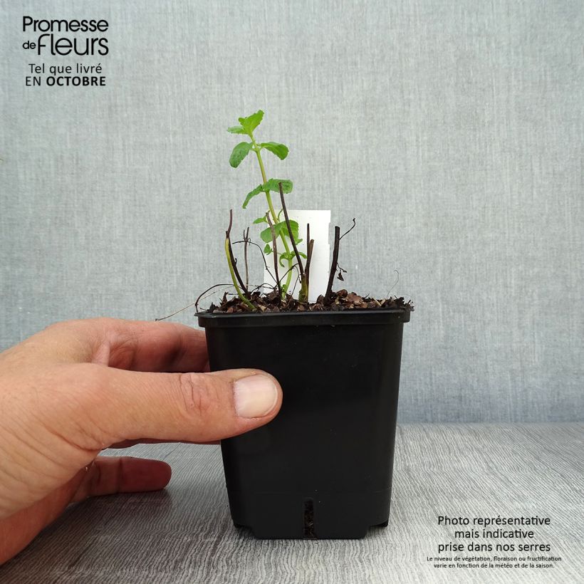 Esimerkki syksyllä toimitetusta Piparminttu - Mentha piperita 8/9 cm taimiruukku-taimesta