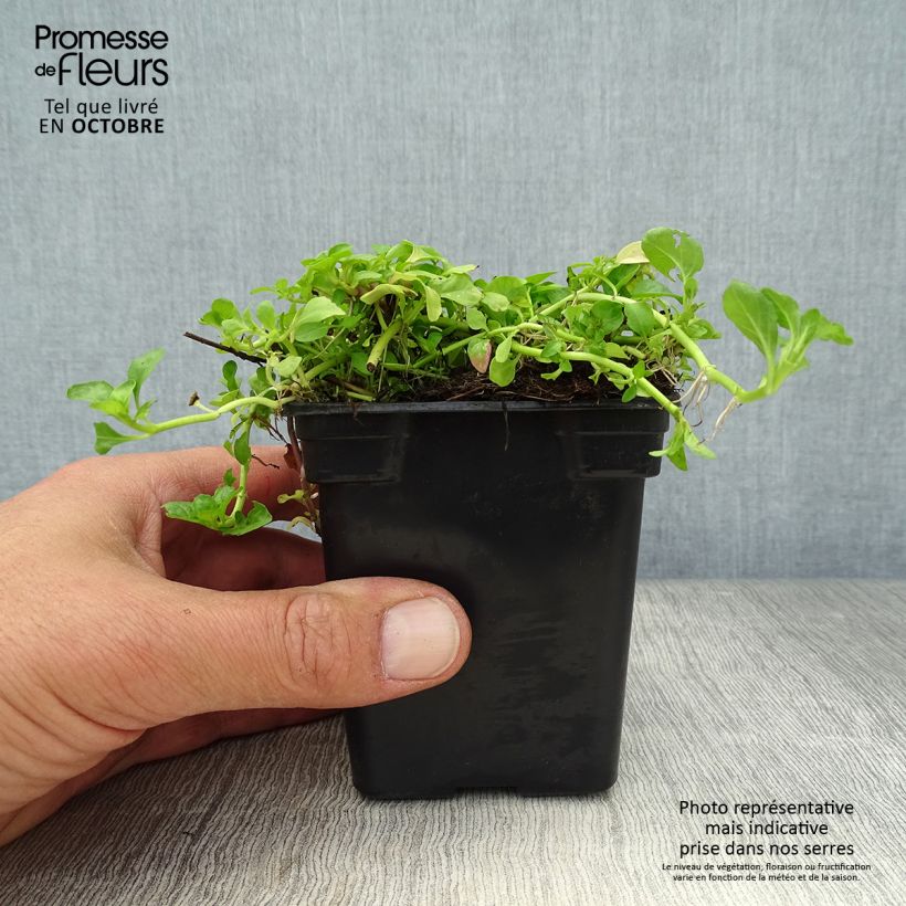 Esimerkki syksyllä toimitetusta Mintut - Mentha pulegium 8/9 cm taimiruukku-taimesta