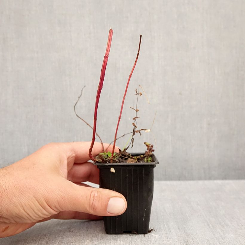 Esimerkki syksyllä toimitetusta Piparminttu Romana Rossa luomu 8/9 cm taimiruukku-taimesta