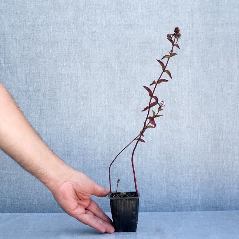 Esimerkki kesällä toimitetusta Piparminttu Romana Rossa luomu 8/9 cm taimiruukku-taimesta
